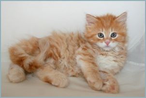 Male Siberian Kitten from Deedlebug Siberians